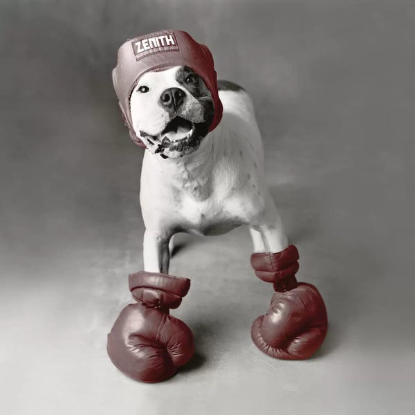 Rachael Hale: Boxing Dog by Rachael Hale