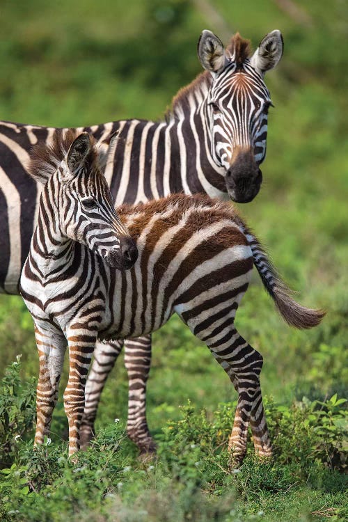 Africa. Tanzania. Female Zebra with colt, Serengeti National Park.