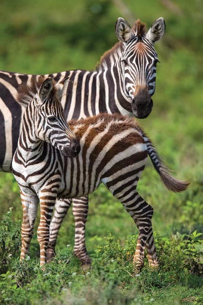Tanzania: Africa. Tanzania. Female Zebra with colt, Serengeti National Park. by Ralph H. Bendjebar