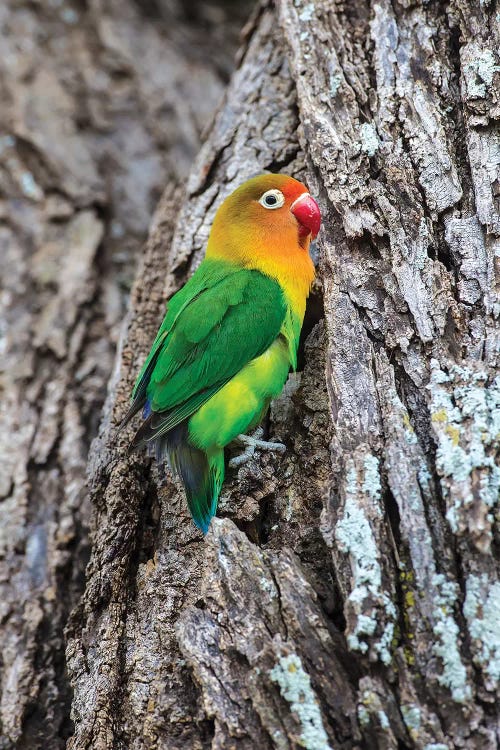 Africa. Tanzania. Fischer's lovebird in Serengeti National Park.