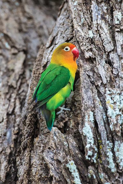 Ralph H. Bendjebar: Africa. Tanzania. Fischer's lovebird in Serengeti National Park. by Ralph H. Bendjebar