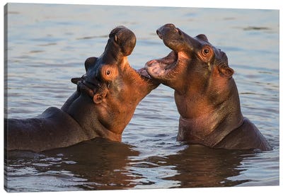 Africa. Tanzania. Hippopotamus, Serengeti National Park. Canvas Art Print - Hippopotamus Art