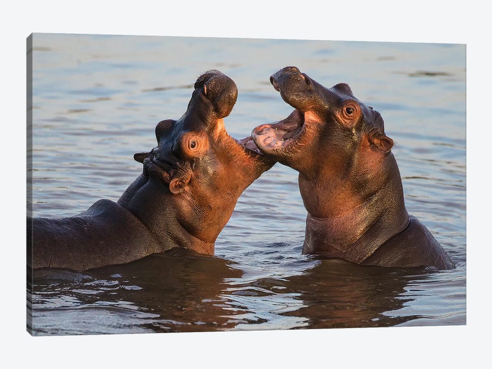 Africa. Tanzania. Hippopotamus, Serengeti National Park. by Ralph H. Bendjebar 1-piece Canvas Artwork