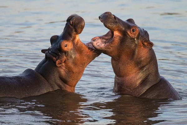 Ralph H. Bendjebar: Africa. Tanzania. Hippopotamus, Serengeti National Park. by Ralph H. Bendjebar
