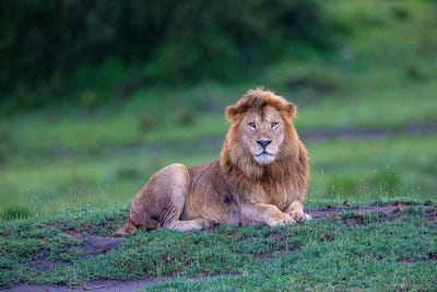 Africa. Tanzania. Male African Lion at Ndutu, Serengeti National Park. by Ralph H. Bendjebar framed canvas print
