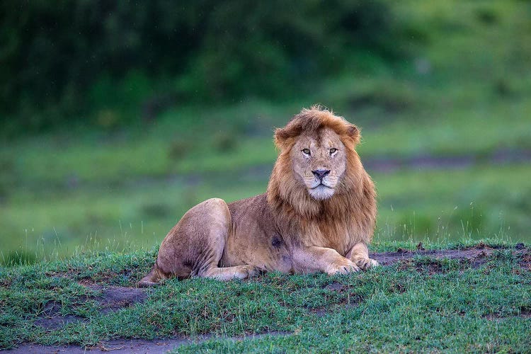 Africa. Tanzania. Male African Lion at Ndutu, Serengeti National Park.