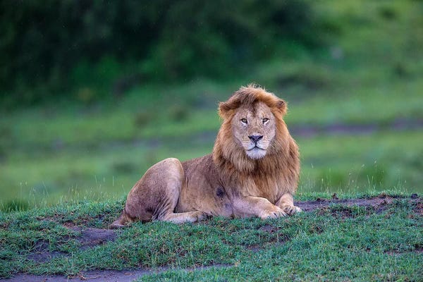 Ralph H. Bendjebar: Africa. Tanzania. Male African Lion at Ndutu, Serengeti National Park. by Ralph H. Bendjebar