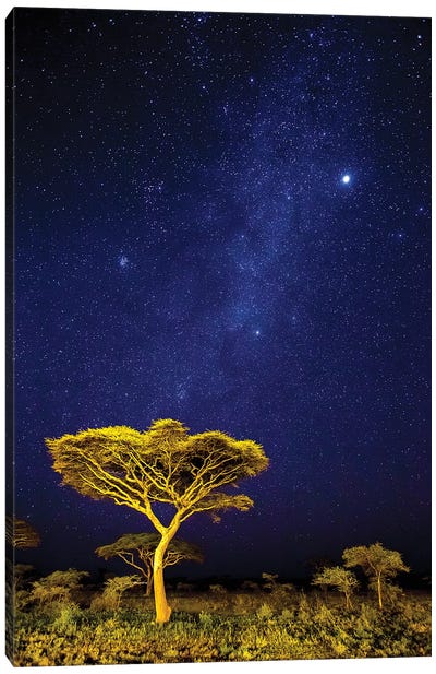 Africa. Tanzania. The Milky Way Illuminate The Night Sky at Ndutu in Serengeti National Park. Canvas Art Print
