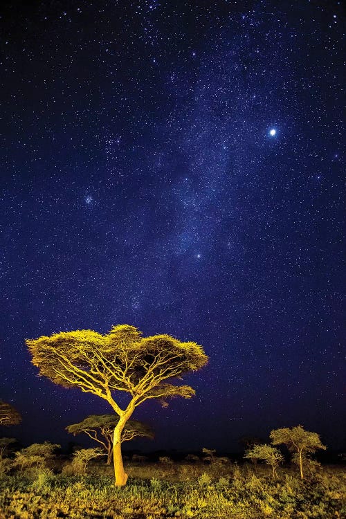 Africa. Tanzania. The Milky Way Illuminate The Night Sky at Ndutu in Serengeti National Park.