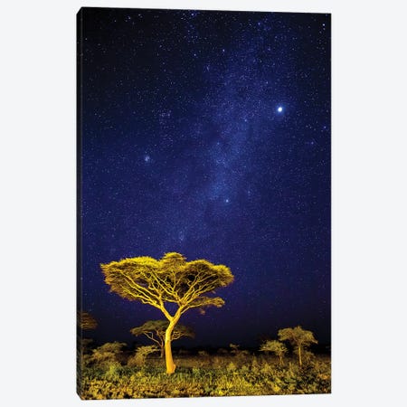 Africa. Tanzania. The Milky Way Illuminate The Night Sky at Ndutu in Serengeti National Park. Canvas Print #RHB15} by Ralph H. Bendjebar Canvas Wall Art