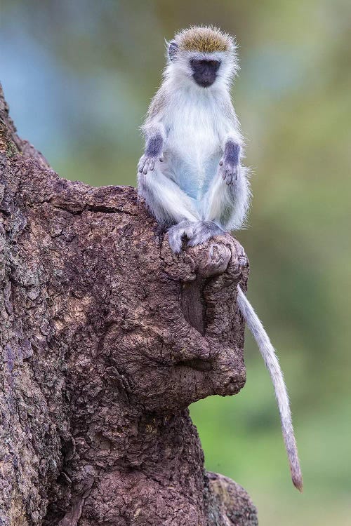 Africa. Tanzania. Vervet monkey juvenile at Ngorongoro Crater.