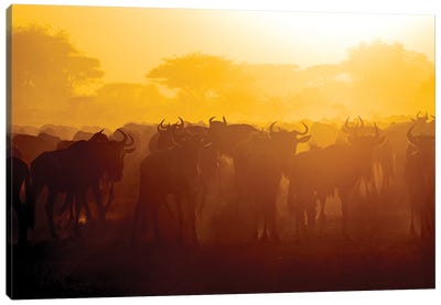Africa. Tanzania. Wildebeest during the Migration, Serengeti National Park. Canvas Art Print - Serengeti