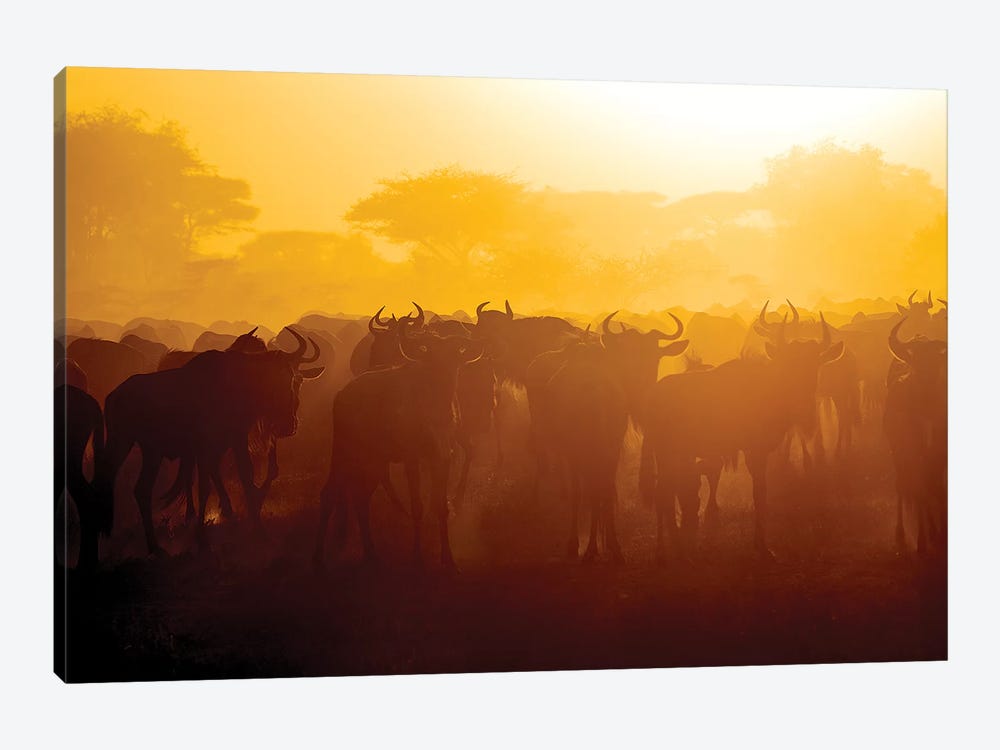 Africa. Tanzania. Wildebeest during the Migration, Serengeti National Park. by Ralph H. Bendjebar 1-piece Art Print