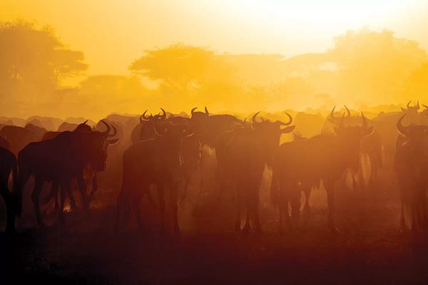 Africa. Tanzania. Wildebeest during the Migration, Serengeti National Park.