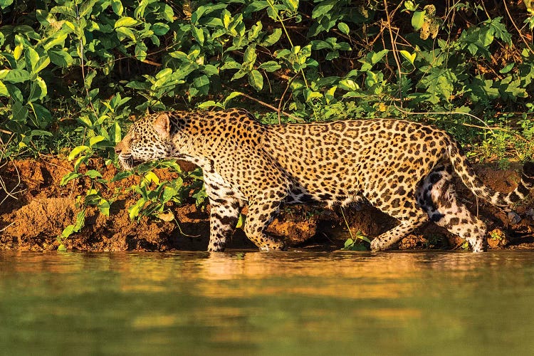 Brazil. A female jaguar hunting along the banks of a river in the Pantanal