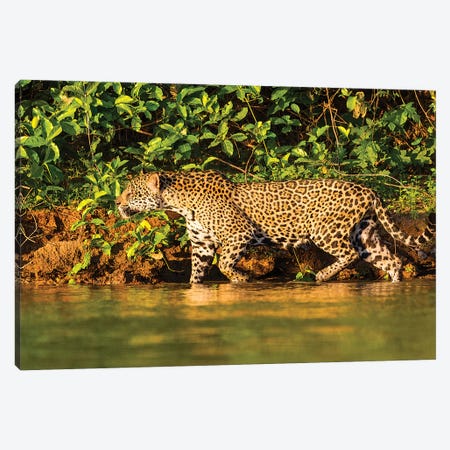 Brazil. A female jaguar hunting along the banks of a river in the Pantanal Canvas Print #RHB18} by Ralph H. Bendjebar Canvas Print