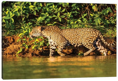 Brazil. A female jaguar hunting along the banks of a river in the Pantanal Canvas Art Print - Jaguar Art