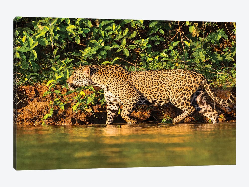 Brazil. A female jaguar hunting along the banks of a river in the Pantanal by Ralph H. Bendjebar 1-piece Canvas Art