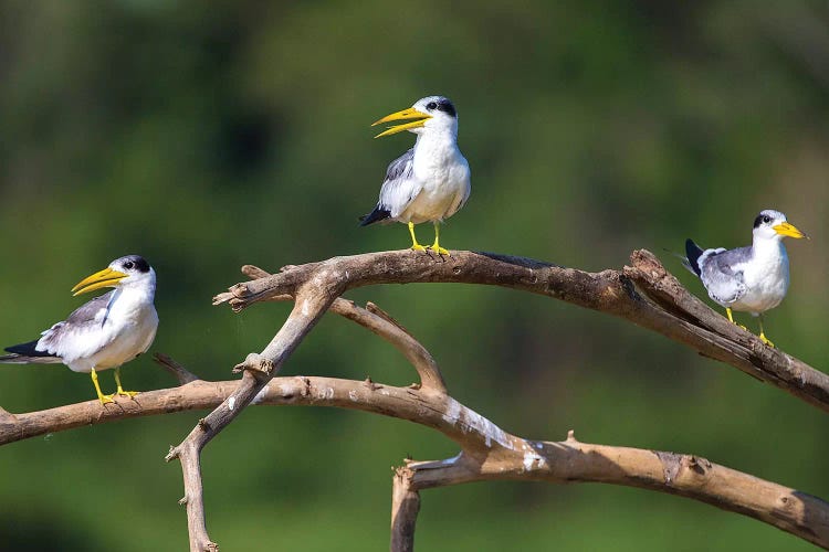 Brazil. A group of large-billed terns perches along the banks of a river in the Pantanal.