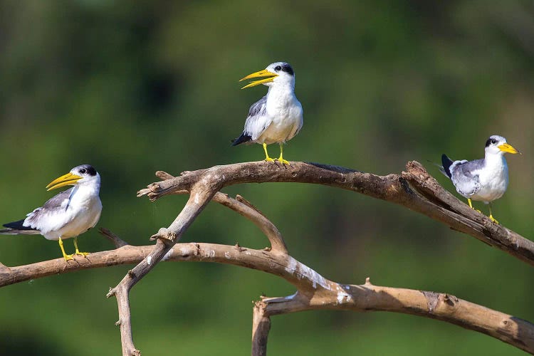 Brazil. A group of large-billed terns perches along the banks of a river in the Pantanal. by Ralph H. Bendjebar wall art