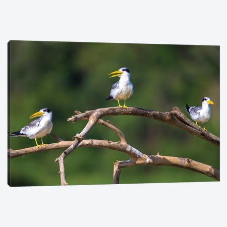 Brazil. A group of large-billed terns perches along the banks of a river in the Pantanal. Canvas Print #RHB19} by Ralph H. Bendjebar Art Print