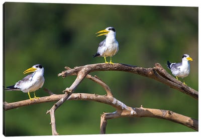 Brazil. A group of large-billed terns perches along the banks of a river in the Pantanal. Canvas Art Print - Terns
