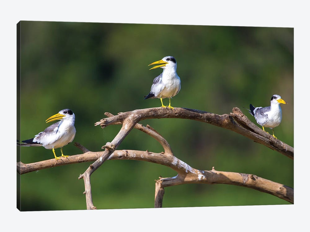 Brazil. A group of large-billed terns perches along the banks of a river in the Pantanal. by Ralph H. Bendjebar 1-piece Canvas Print