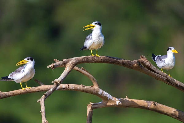 Ralph H. Bendjebar: Brazil. A group of large-billed terns perches along the banks of a river in the Pantanal. by Ralph H. Bendjebar
