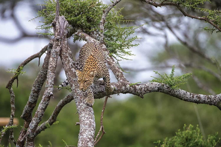 African Leopard Descending A Tree. Africa, Tanzania, Serengeti National Park.