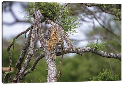 Africa. Tanzania. African leopard descending a tree, Serengeti National Park. Canvas Art Print