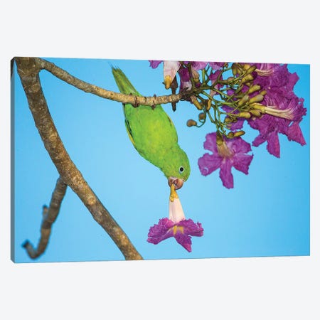 Brazil. A yellow-Chevroned parakeet harvesting the blossoms of a pink trumpet tree in the Pantanal. Canvas Print #RHB20} by Ralph H. Bendjebar Canvas Art