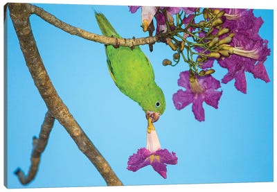 Brazil. A yellow-Chevroned parakeet harvesting the blossoms of a pink trumpet tree in the Pantanal. Canvas Art Print - Orchid Art