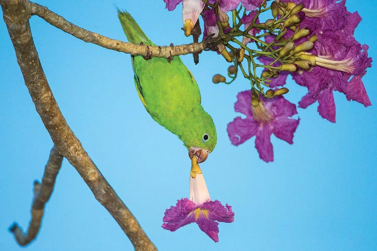 Brazil. A yellow-Chevroned parakeet harvesting the blossoms of a pink trumpet tree in the Pantanal.