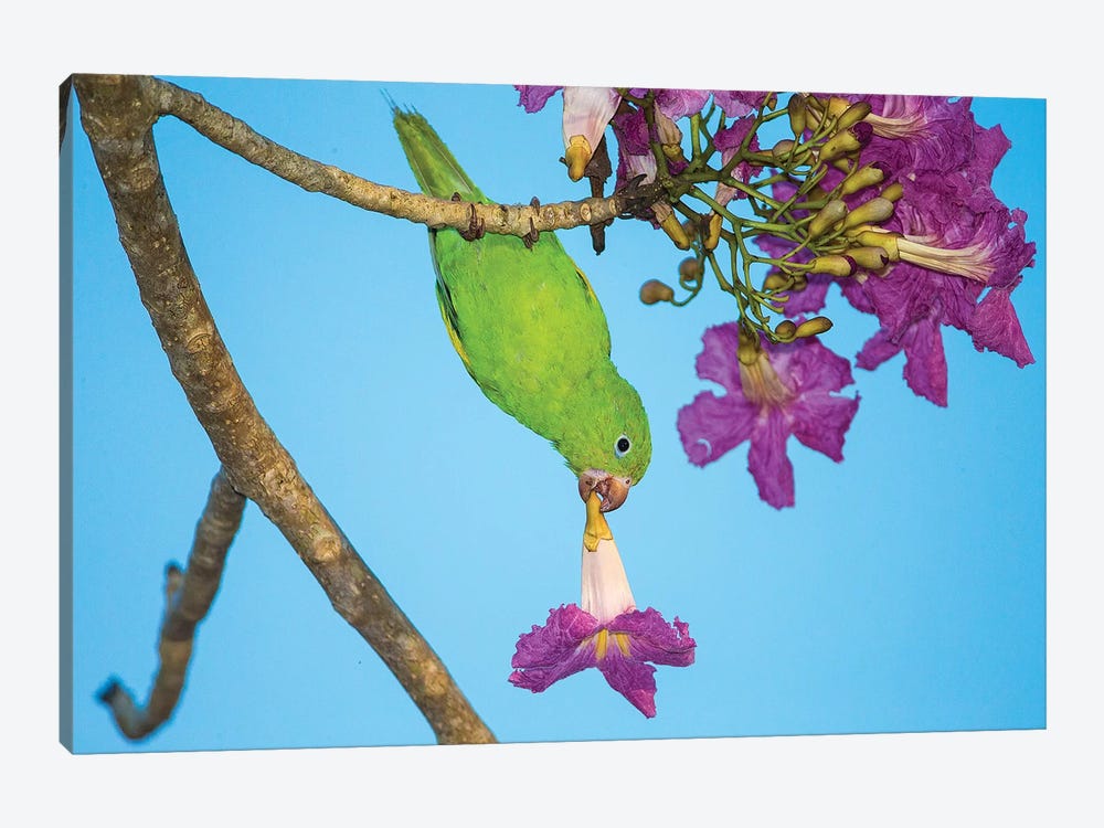 Brazil. A yellow-Chevroned parakeet harvesting the blossoms of a pink trumpet tree in the Pantanal. by Ralph H. Bendjebar 1-piece Canvas Art Print