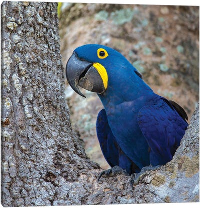 Brazil. Hyacinth macaw in the Pantanal I Canvas Art Print - Parrot Art
