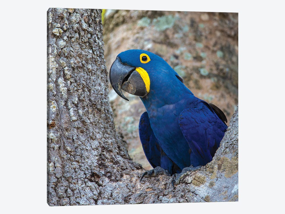 Brazil. Hyacinth macaw in the Pantanal I by Ralph H. Bendjebar 1-piece Canvas Artwork