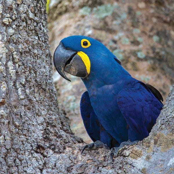 Ralph H. Bendjebar: Brazil. Hyacinth macaw in the Pantanal I by Ralph H. Bendjebar