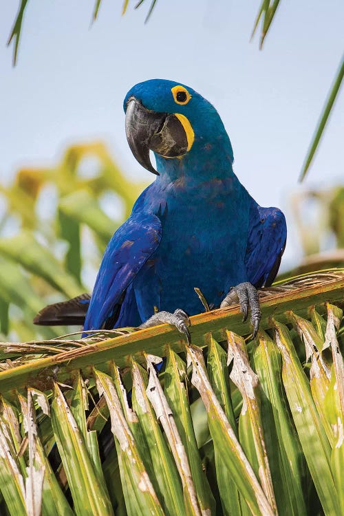 Brazil. Hyacinth macaw in the Pantanal II