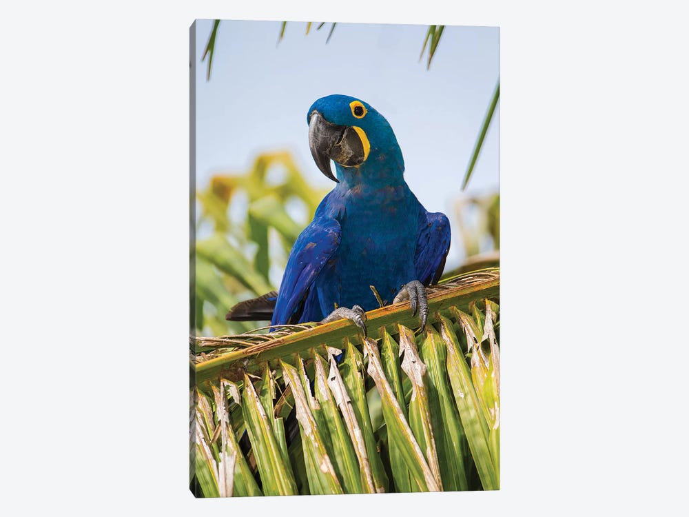 Brazil. Hyacinth macaw in the Pantanal II by Ralph H. Bendjebar 1-piece Canvas Print