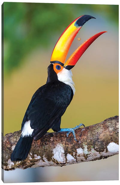 Brazil. Toco Toucan in the Pantanal I Canvas Art Print