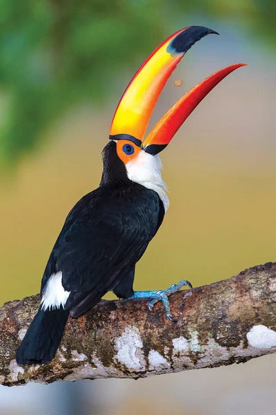 Ralph H. Bendjebar: Brazil. Toco Toucan in the Pantanal I by Ralph H. Bendjebar