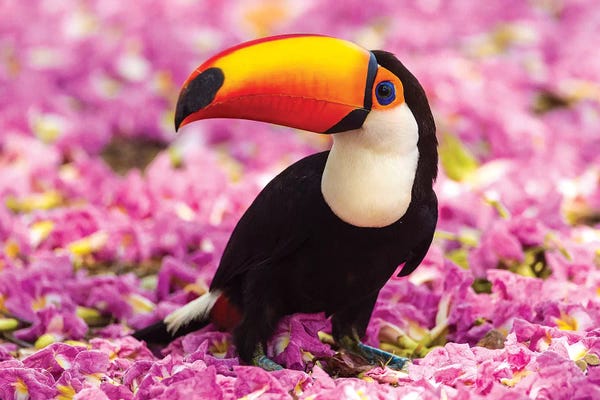 Ralph H. Bendjebar: Brazil. Toco Toucan in the Pantanal II by Ralph H. Bendjebar