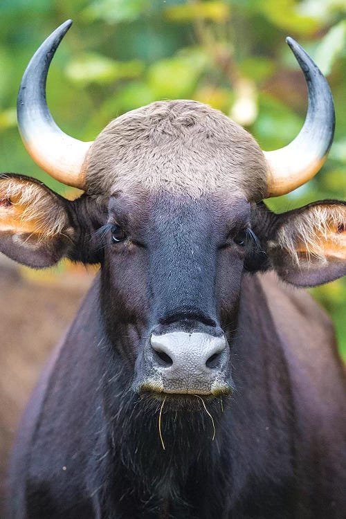 India. Gaur, Indian wild bison, Bos gaurus, at Kanha tiger reserve I