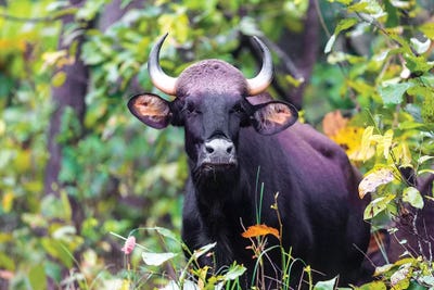 India. Gaur, Indian wild bison, Bos gaurus, at Kanha tiger reserve II by Ralph H. Bendjebar canvas print