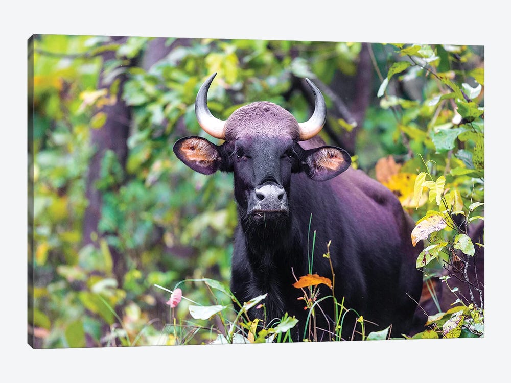India. Gaur, Indian wild bison, Bos gaurus, at Kanha tiger reserve II by Ralph H. Bendjebar 1-piece Canvas Art Print
