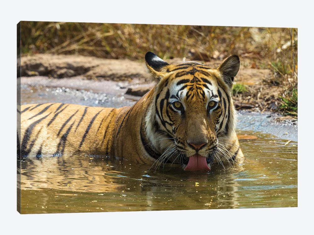 India. Male Bengal tiger enjoys the cool of a water hole at Bandhavgarh Tiger Reserve I by Ralph H. Bendjebar 1-piece Canvas Wall Art