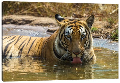 India. Male Bengal tiger enjoys the cool of a water hole at Bandhavgarh Tiger Reserve I Canvas Art Print - Tiger Art
