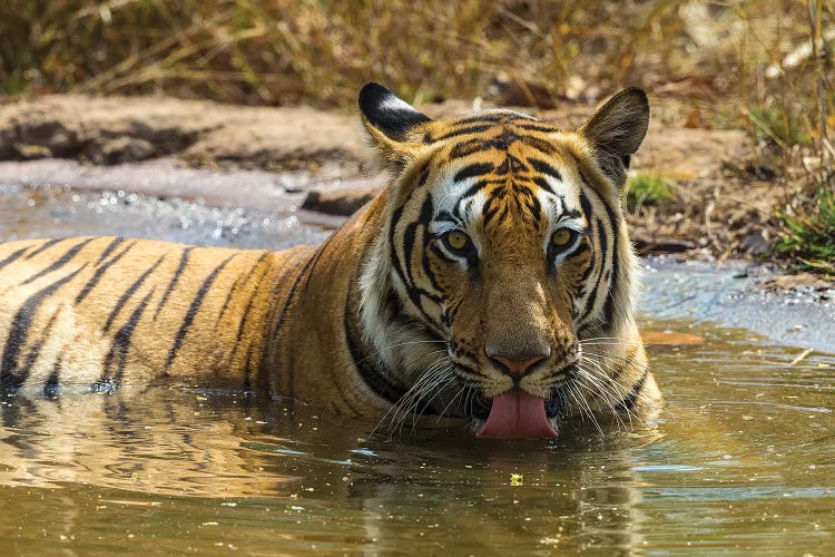 India. Male Bengal tiger enjoys the cool of a water hole at Bandhavgarh Tiger Reserve I