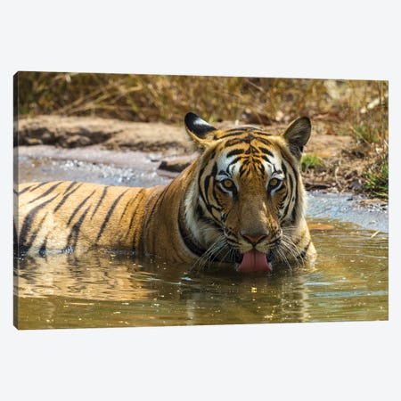 India. Male Bengal tiger enjoys the cool of a water hole at Bandhavgarh Tiger Reserve I Canvas Print #RHB27} by Ralph H. Bendjebar Canvas Print