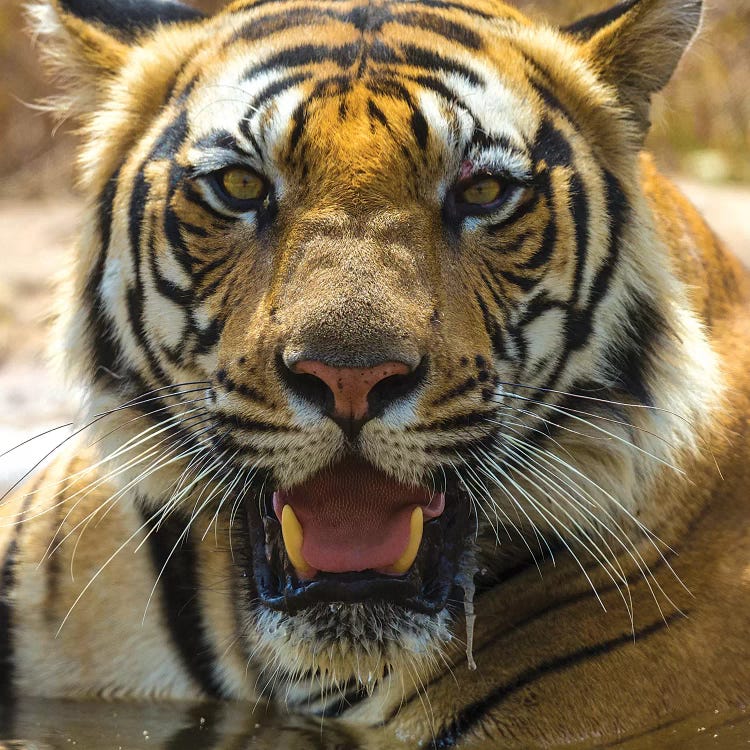 India. Male Bengal tiger enjoys the cool of a water hole at Bandhavgarh Tiger Reserve II